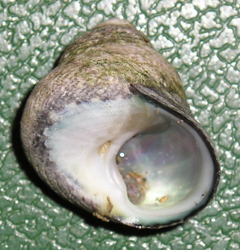 Osilinus lineatus